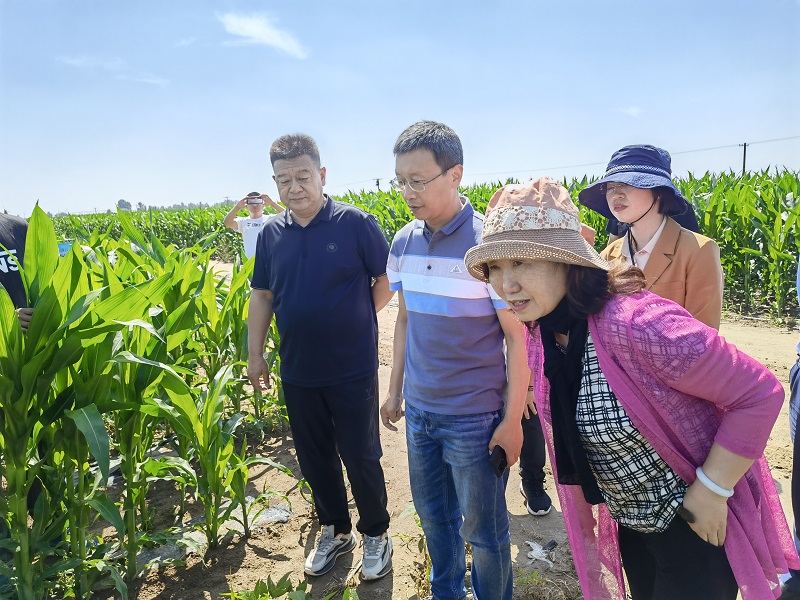 国家大豆玉米带状复合种植交叉调研和巡回指导组莅临我市调研指导